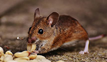24 Hour & Emergency Exterminators in Montgomeryvle, PA